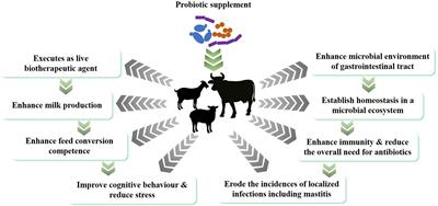 Impact of Probiotics on Dairy Production Efficiency